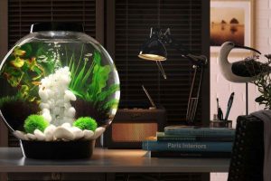 Top những mẫu bể cá thủy sinh đẹp nhất 2025 bạn không thể bỏ qua