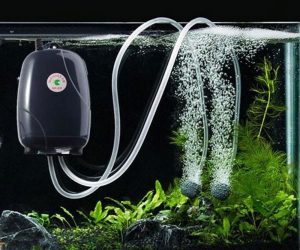 Các loại phụ kiện bể cá cảnh cơ bản