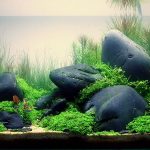 Phụ kiện bể cá cảnh: Hướng dẫn chi tiết để tạo hệ sinh thái hoàn hảo