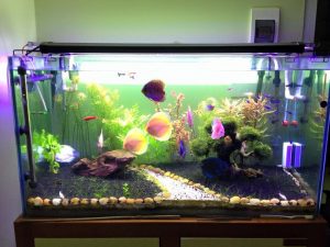 Các thành phần chính của bể cá cảnh thủy sinh
