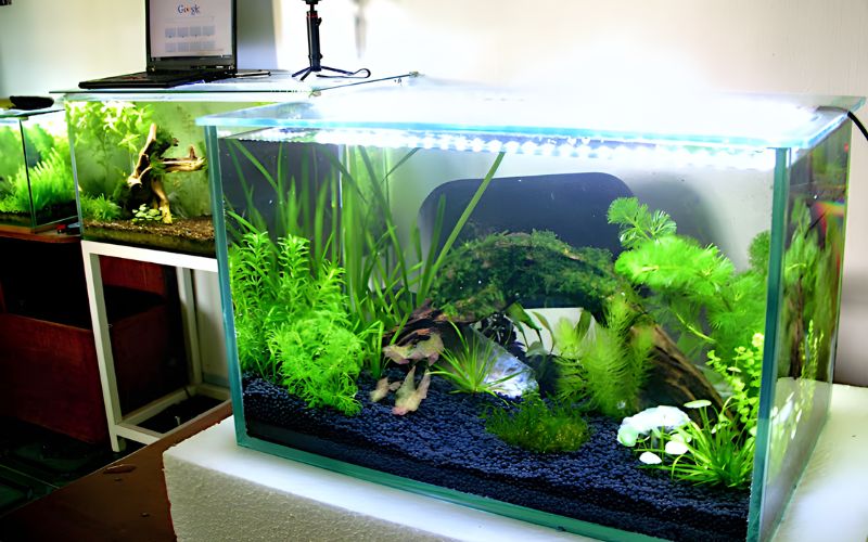 3. Các loại bể cá thủy sinh phổ biến hiện nay