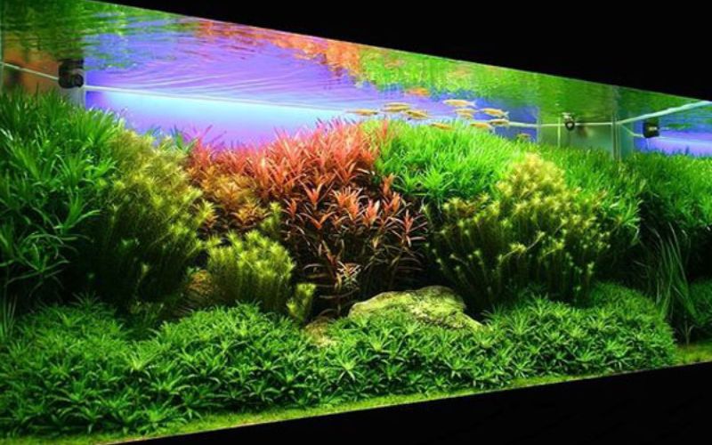 4. Bể cá thủy sinh và phong thủy: Nên nuôi cá gì để thu hút tài lộc?