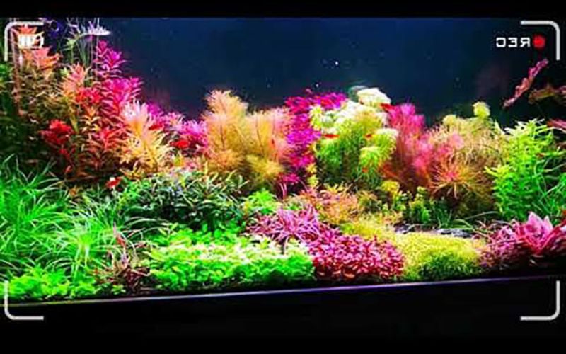 5. Kinh nghiệm thiết kế bể cá thủy sinh cho người mới bắt đầu
