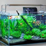 Bể Cá Thủy Sinh – Xu Hướng Trang Trí Không Gian Sống & Thu Hút Tài Lộc 2025