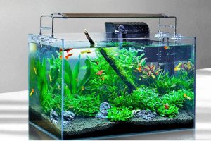 Bể Cá Thủy Sinh – Xu Hướng Trang Trí Không Gian Sống & Thu Hút Tài Lộc 2025