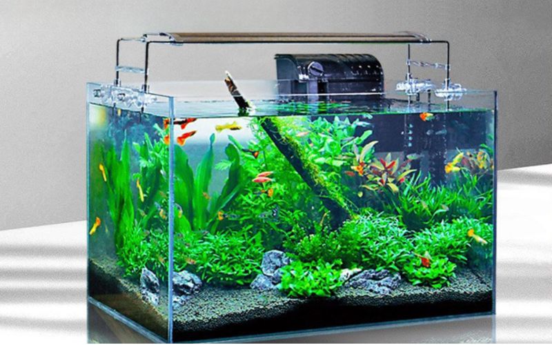 Bể cá thủy sinh là gì?